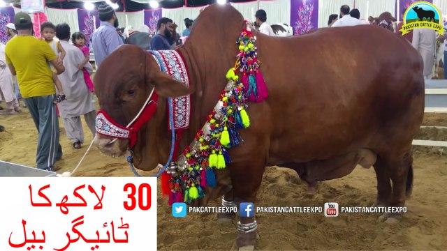 640 || Cow mandi 2017 Sohrab Goth || Vip Tents || SURTI CATTLE FARM