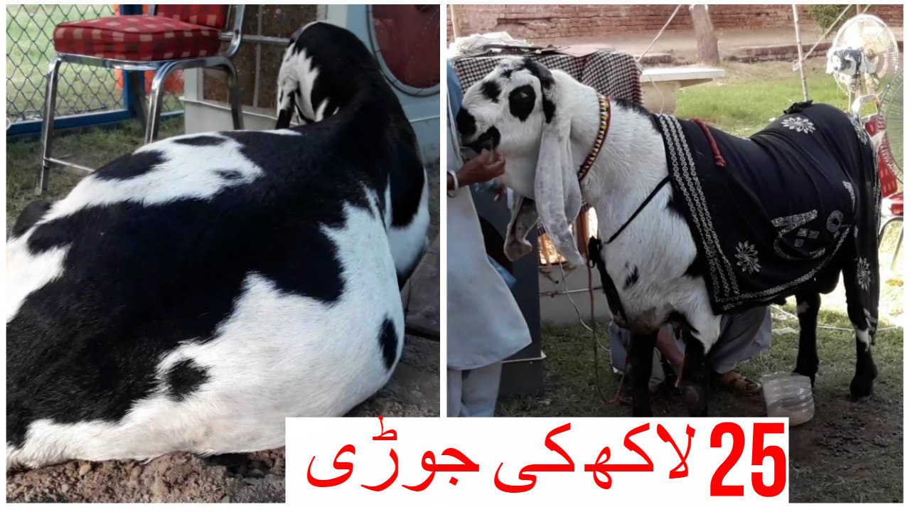 639 || Bakra Show Faisalabad || Winner Bakra 291 Kg from Rahim Yar Khan