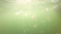 Cette mer pleine de méduses ne donne pas envie du tout !