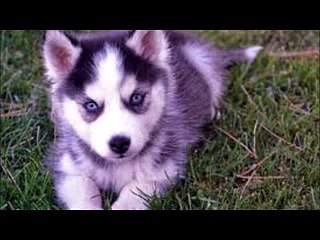 Çok tatlı yavru köpek sesleri