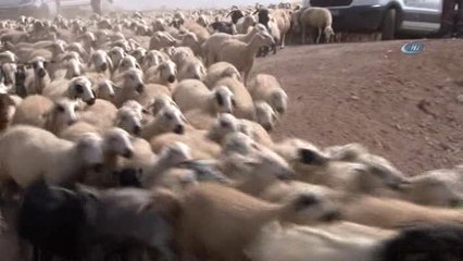 Çankaya'da Kurbanlıklara Bayram Banyosu