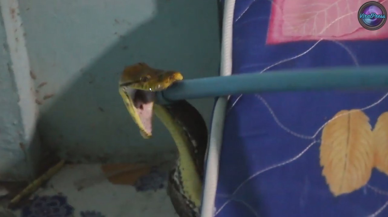 Une maman découvre un énorme python, caché sous le lit de son fils