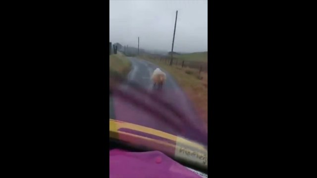 Embouteillage causé par un mouton en Irlande.. Merci bison Futé !