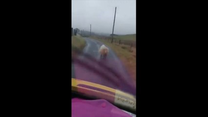 Embouteillage causé par un mouton en Irlande.. Merci bison Futé !