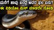 Naga Dosha, Reasons For Naga Dosha & Reason Why Snakes Come Home | Watch video