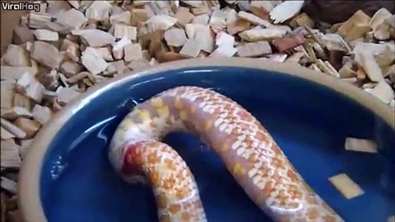 Il filme un serpent qui se mange lui même...