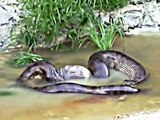 Giant Anaconda snake throws out the cow it swallowed earlier. Rare ANACONDA footage.