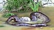 Giant Anaconda snake throws out the cow it swallowed earlier. Rare ANACONDA footage.