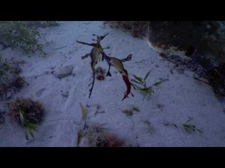 Weedy Seadragons Observed Exchanging Eggs Underwater