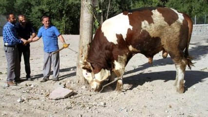 "Paşa"yı Alana Derin Dondurucu Hediye