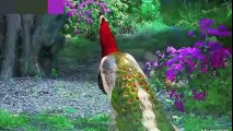 Very Beautiful and Amazing red & white peacock