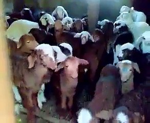 Dünyanın en sevimli korosu