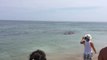 Panique à la plage : un requin attaque un phoque près des baigneurs !