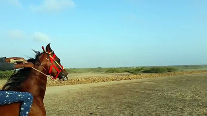 Full Horse Racing in Vijay villash mandvi kachchh gujarat