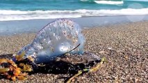 Si vous croisez ça sur la plage, La Vessie de Mer ... surtout ne vous en approchez pas !