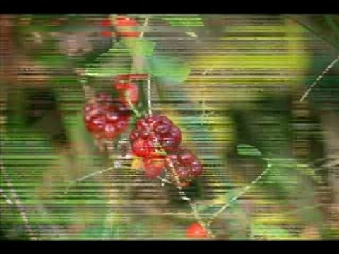 Les allées dramatiques