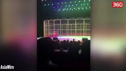 Momenti tmerrues kur tigri sulmon drejtuesin e cirkut (360video)