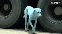 Cachorros azuis aparecem na Índia