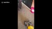 Dog tries to attack vacuum cleaner