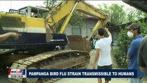 Pampanga Bird Flu strain transmissible to humans