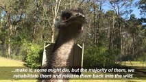 Australian prison inmates care for abandoned animals