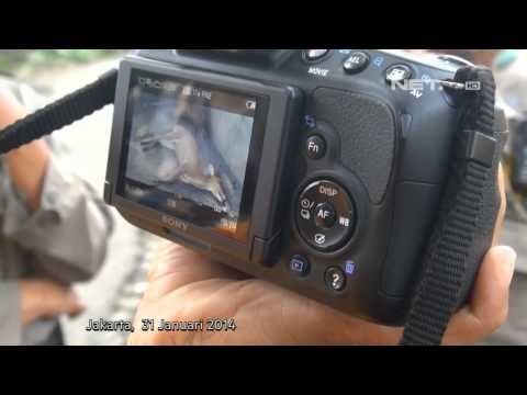 NET5 Komodo di kebun binatang Surabaya mati