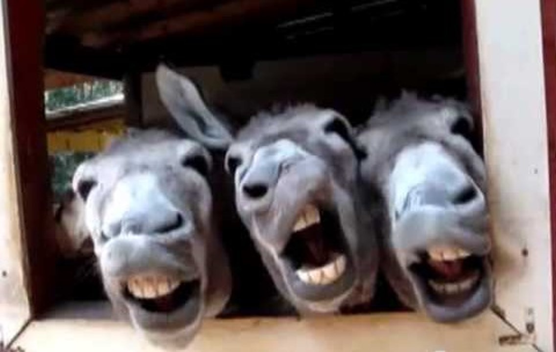 RECOPILACION DE LOS ANIMALES MAS GRACIOSOS DEL MUNDO | RETO: SI TE RIES PIERDES (NIVEL EXTREMO)