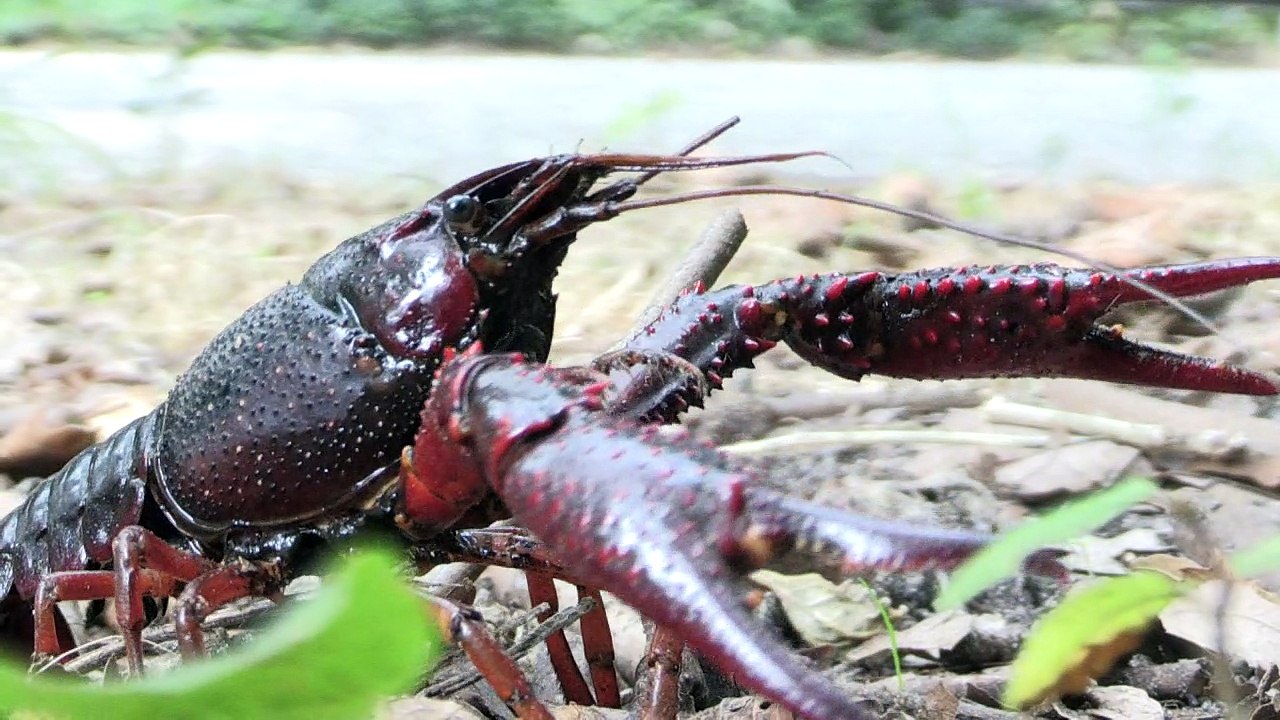 Invasion der Amerikanischen Sumpfkrebse in Berlin