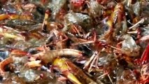 Asian Street Food Roasted Insects On Monivong Blvd Youtube 2015