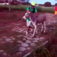 Funny Riding In the Donkey