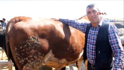 Çorum 2 Tonluk Kurbanlık 'Paşa' 25 TL'ye Satıldı