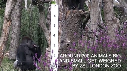 Animals step on the scales at London Zoo