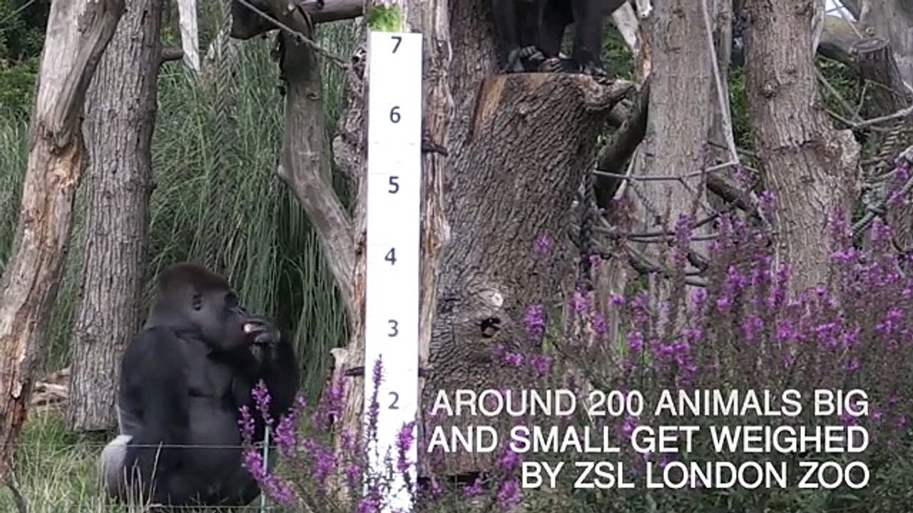 Animals step on the scales at London Zoo