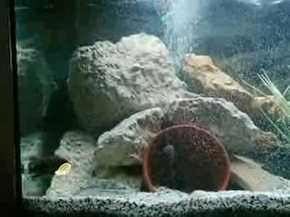 mon bac de 250 litres de Mbunas