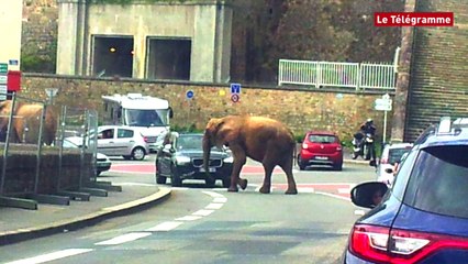 Brest. Des éléphants en goguette sur le port de commerce