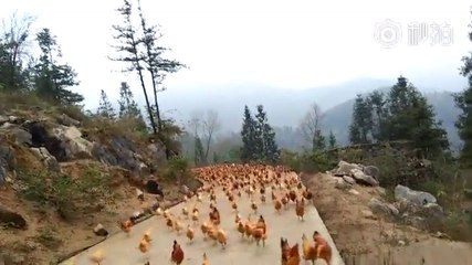 Un fermier appelle ses nombreux poulets en sifflant (Chine)