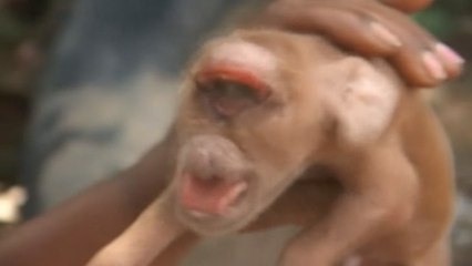 Nace en Cuba un peculiar cerdito con cara de mono