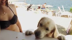 This Beach Is Dog Heaven