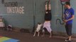 Bull Terrier Becomes a Street Performer