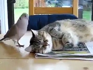 Billi or Kabootar ki Dosti