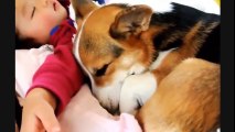 Cute Babies Laughing While Sleeping - Funny Dogs and Babies - Cute Dogs And Adorable Babies