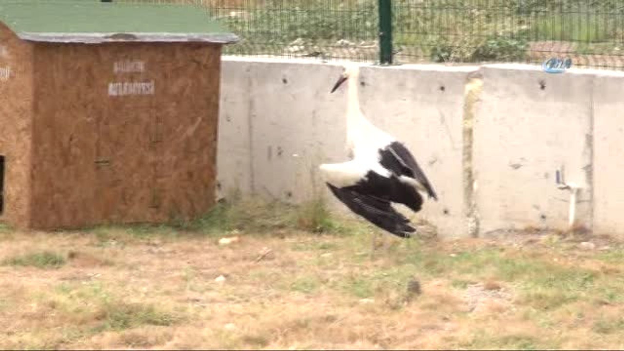 Saçma ile Vurulan Leylek Tedavi Altına Alındı