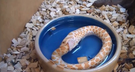Un serpent qui se mange lui même.