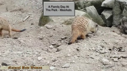 Meerkats - A Family Day At The Park