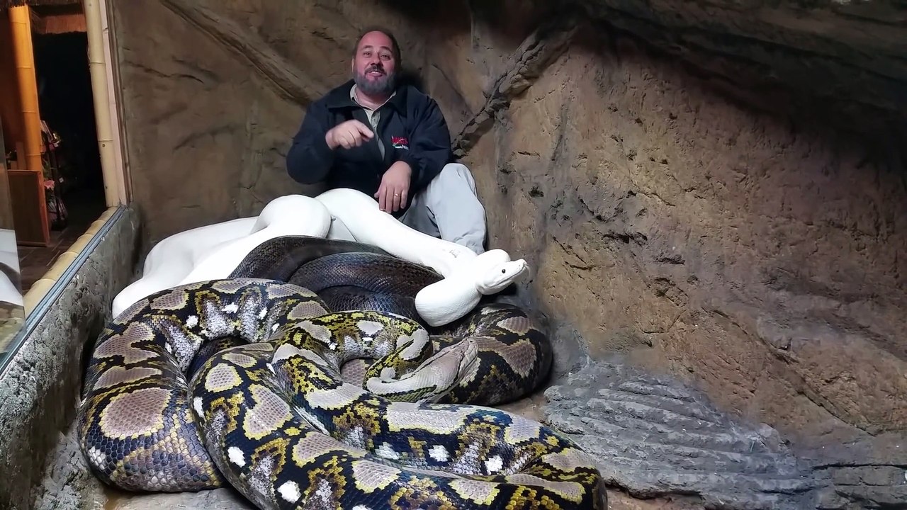 Cet homme est tranquillement assis dans un nid de 3 pythons géants