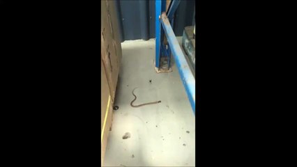 Download Video: Cette araignée Veuve Noire piège un serpent dans sa toile et en fait son repas