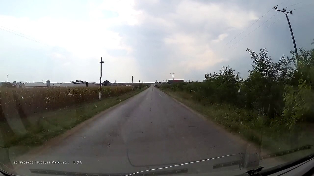 Dog Pulls Puppy Off The Road video Dailymotion