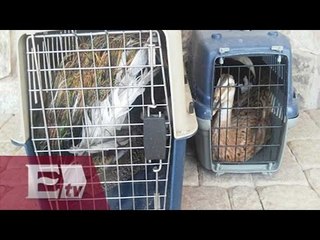 Decomisan aves exóticas en uno de los ranchos de “El Chapo” en Sinaloa/ Vianey Esquinca