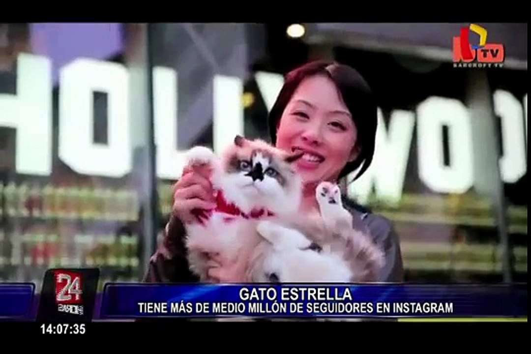 Conozca al gato que revoluciona las redes sociales