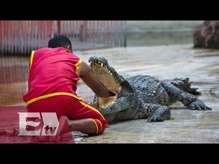 Más de 100 mil cocodrilos en una granja en Tailandia/ Yazmín Jalil